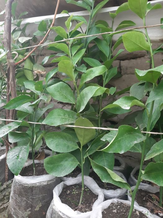 Limon, Mandarin, mandarin