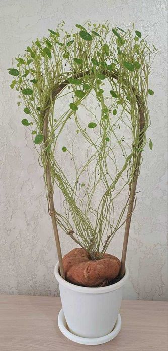 Стефания Суккулент