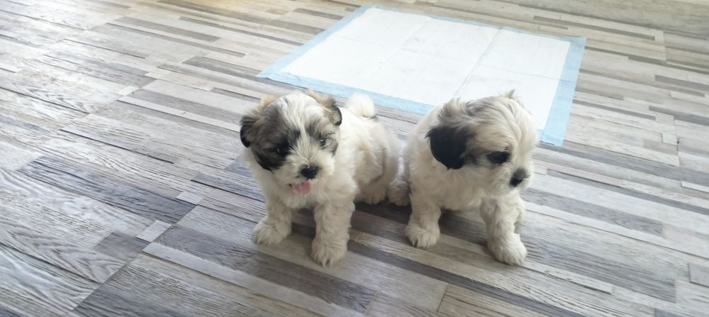 Doi puiuți de Shih Tzu își caută un nou cămin