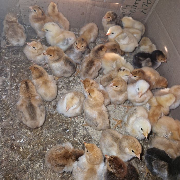 Puisori de țară cauta alta casa