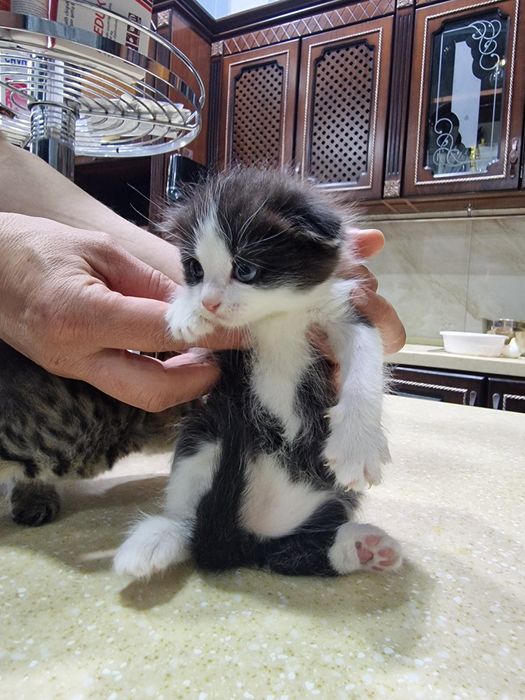 Котёнок шиншилы.