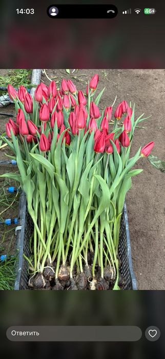 Тюльпаны, готовые букеты из тюльпанов!!!