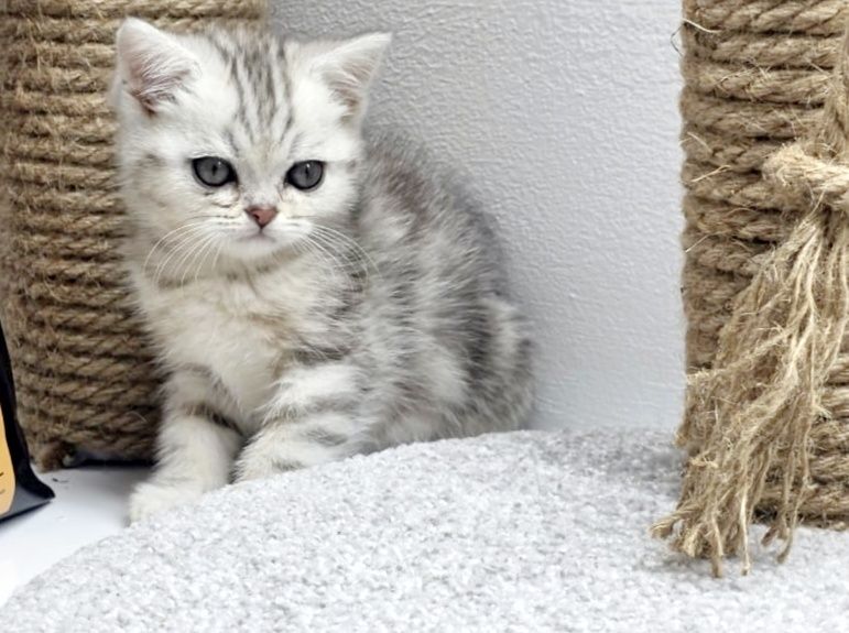 КОтик и КошеЧки ШотЛандСкие