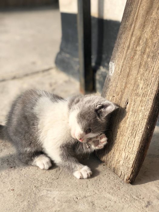 Шотландская вислоухая мама (1 год) и 2 котенка