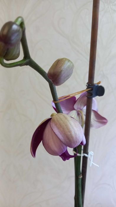 Орхидея фаленопсис цветущая продам