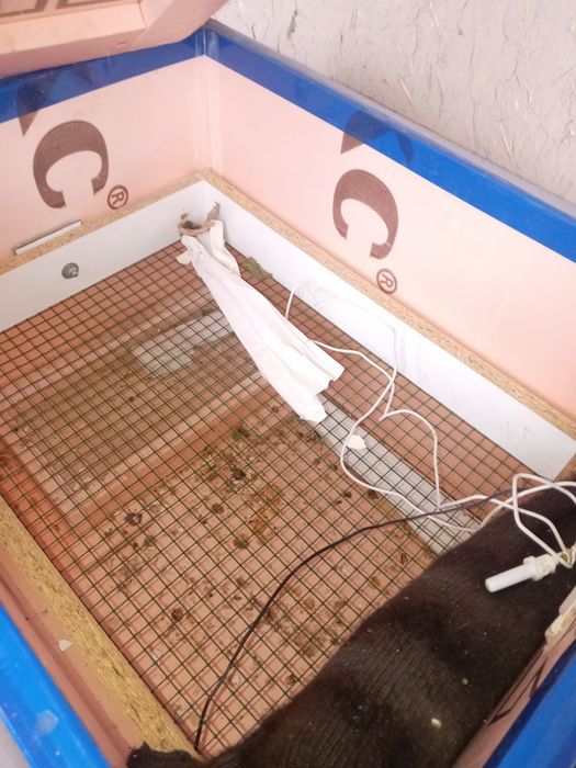 Inkubator 95 ta kovuq tuxum ketadi