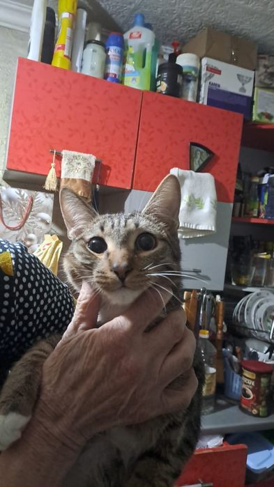 Котики 7 месяцев ищут дом!!!