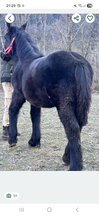 Vand doi manji blânzi!