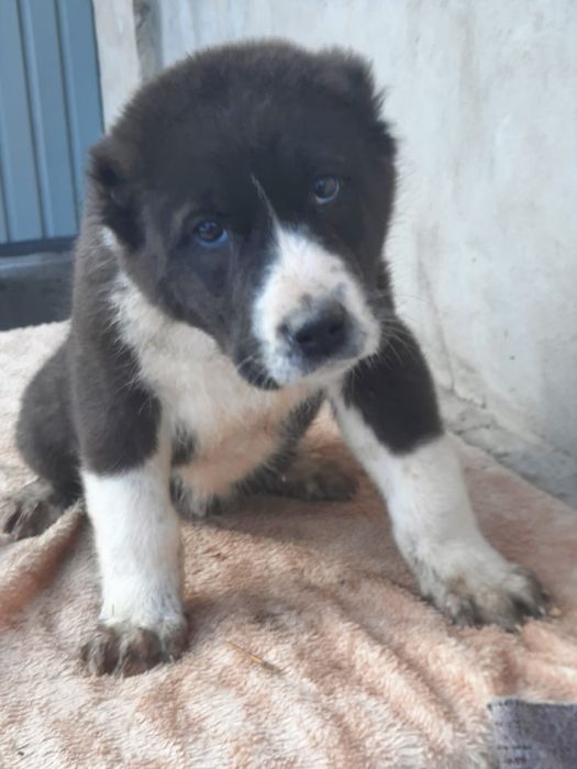 Шикарные мощные кобели Алабач