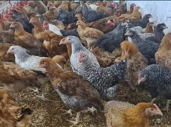 Pui De Carne Si Pui Rasa Mixta