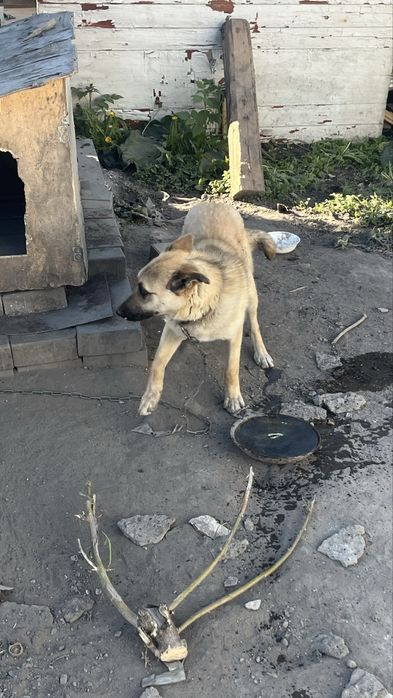 Отдам соьаку кобель