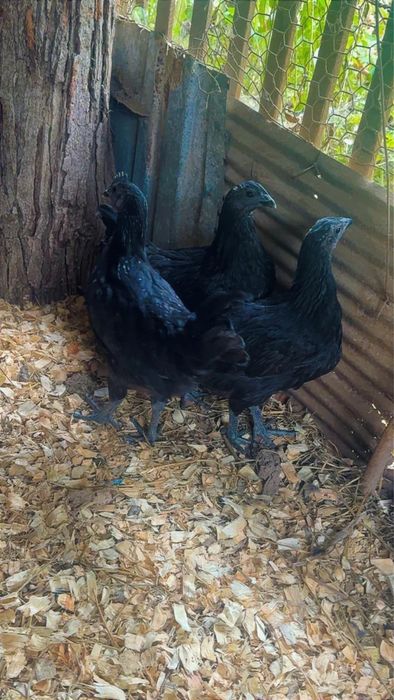 Аям цемани молодняк