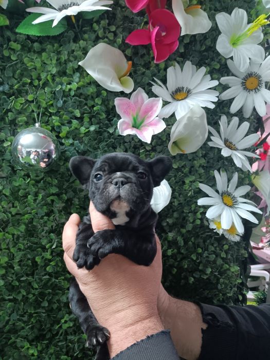 Френски булдог french bulldog