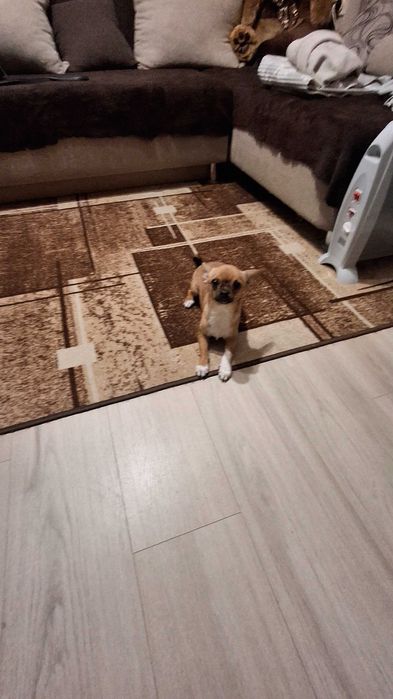 Кученца чихуахуа