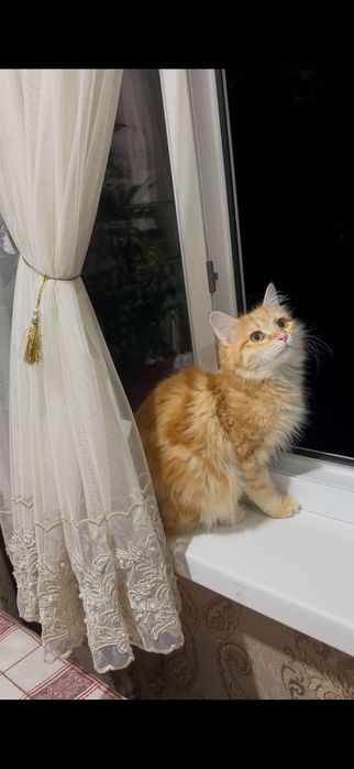 Пристраиваются котята