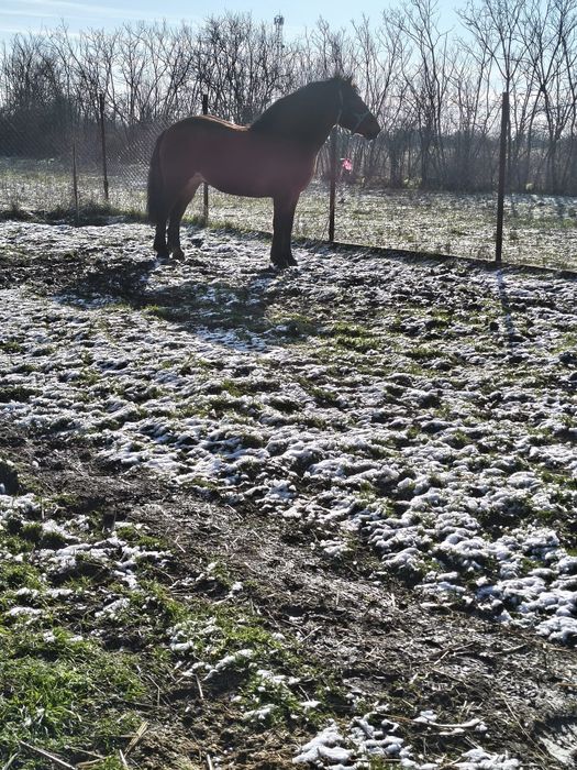 Vând sau schimb armasar