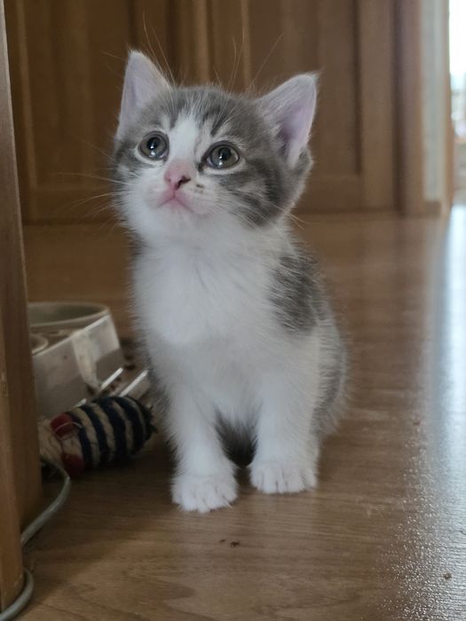 Котёнок-девочка 2 месяца в добрые руки