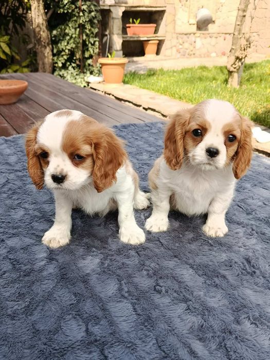 Кавалер Кинг Чарлз шпаньол