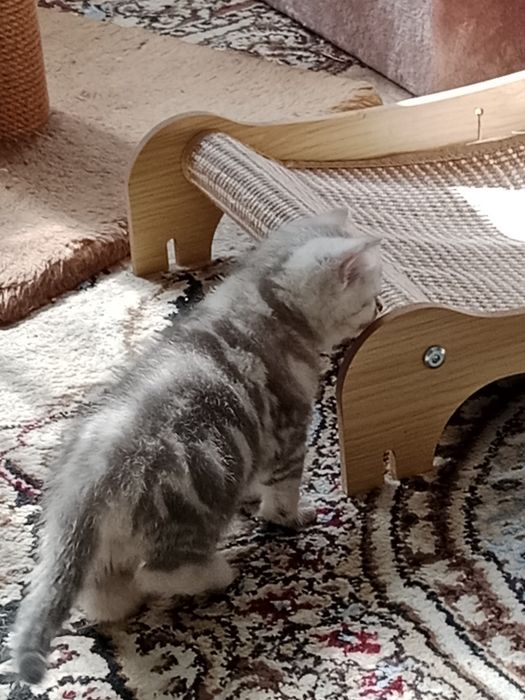 Британские  котята.