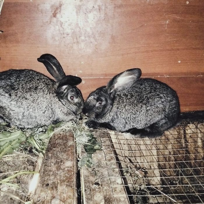 Продам кроликов разных возвростов