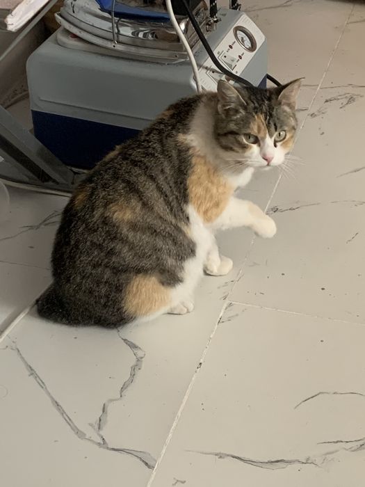 Пристраивается кошечка