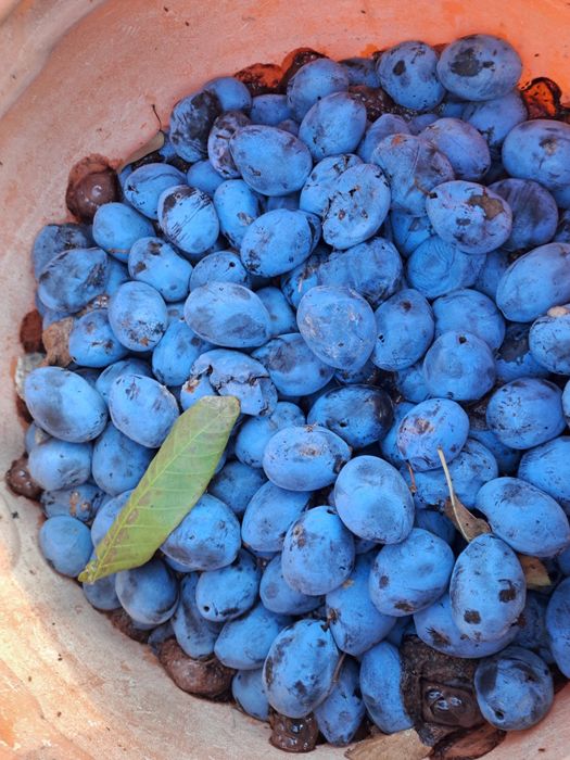 Borhot pentru tuica , prune stanlay