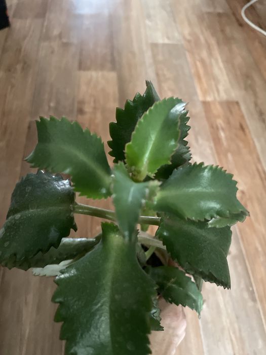 Каланхоэ лекарственное