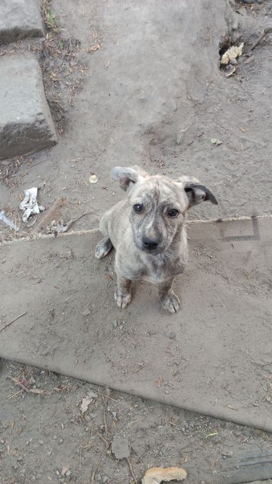 Отдам щенков в хорошие руки