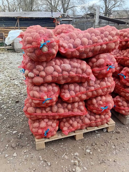 Vand cartof consum Bellaroza