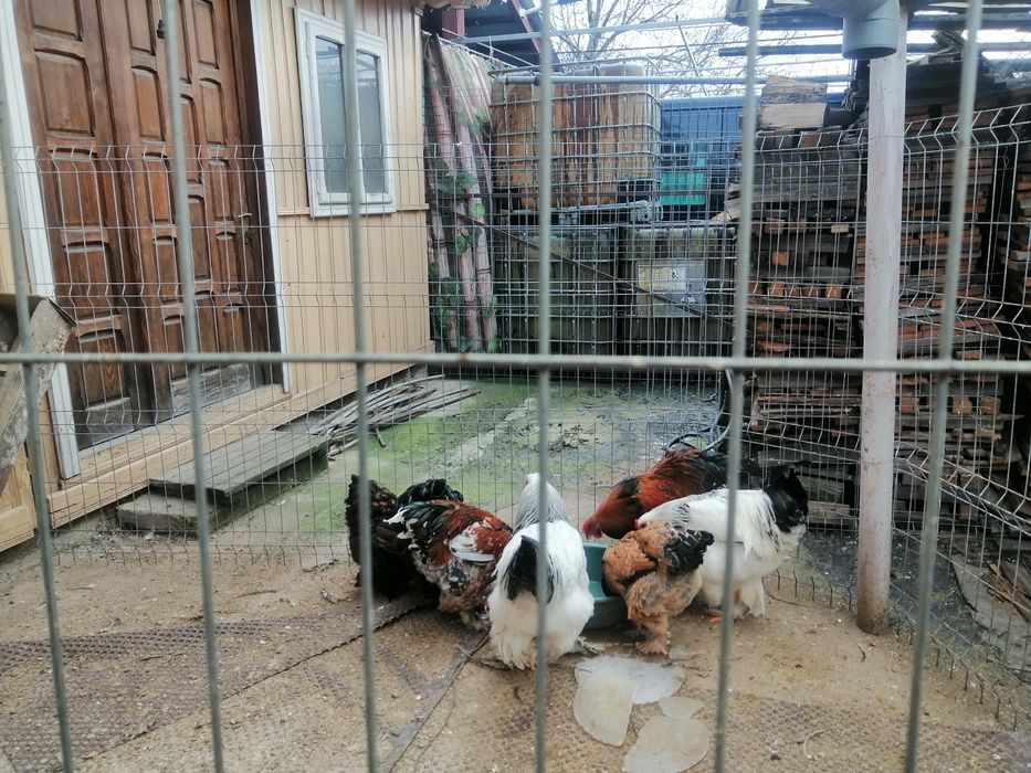 Păsări Brahma de  vînzare. Sunt  de  anul  trect