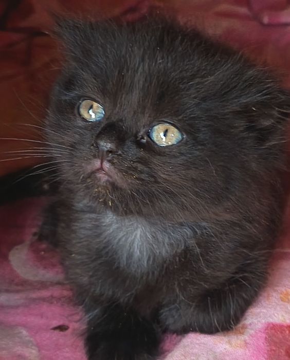 Отдам     котят.