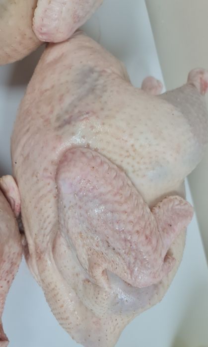 Продам мясо домашней  индейки.Каспий ред,кредит!