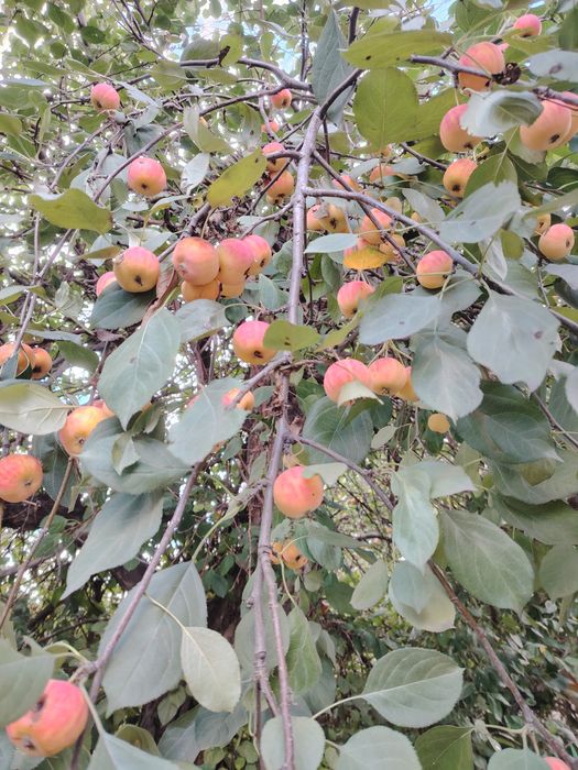 Продаётся дом район жби