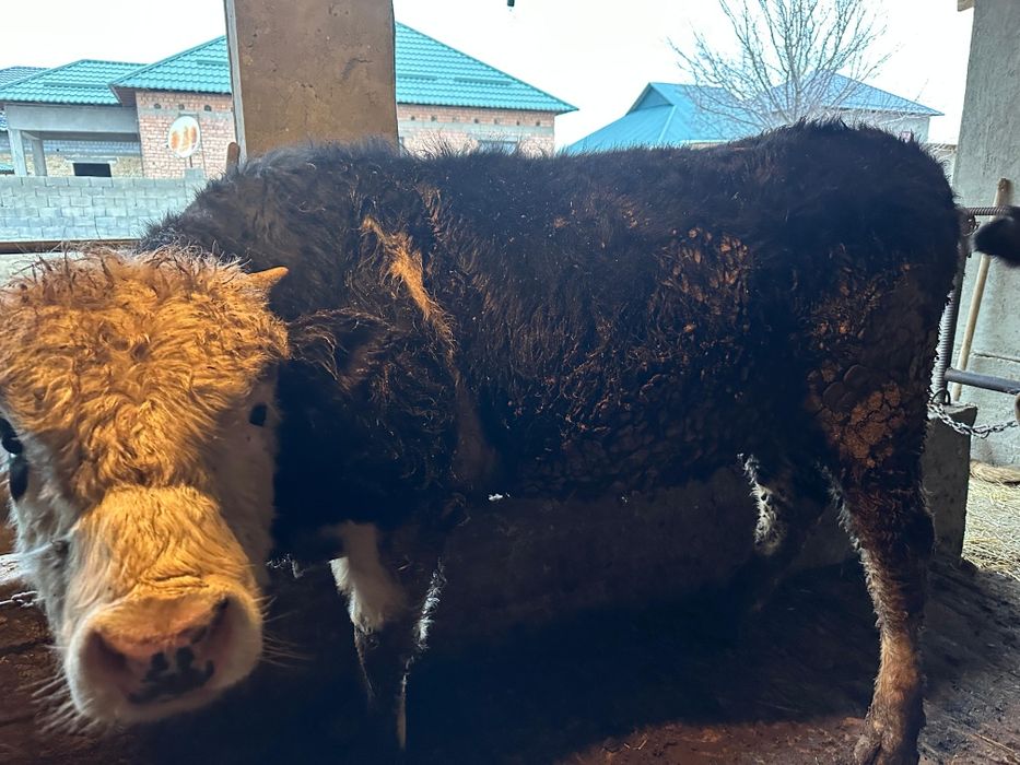 Букалар породстый