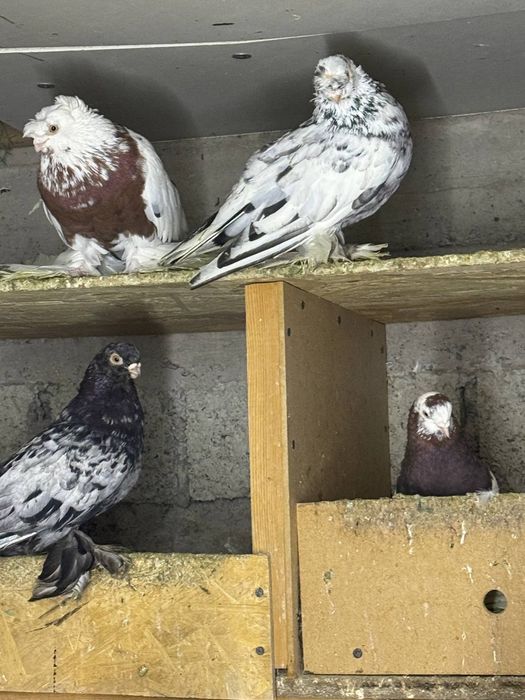 Dekorativ bezak kaptarlar sotiladi