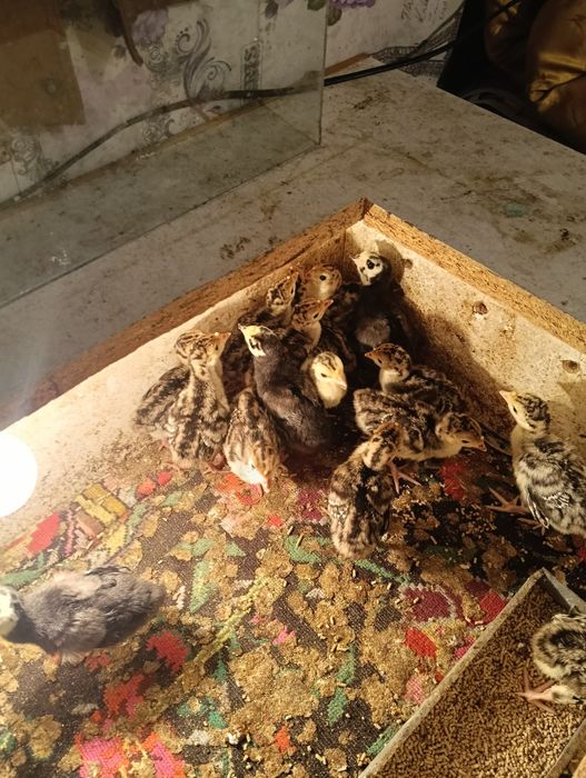 Puiii de  curcă românești