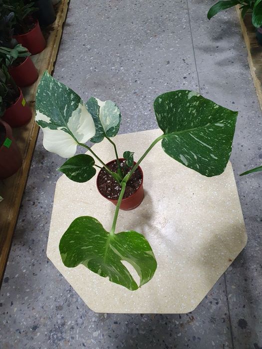 Monstera монстера