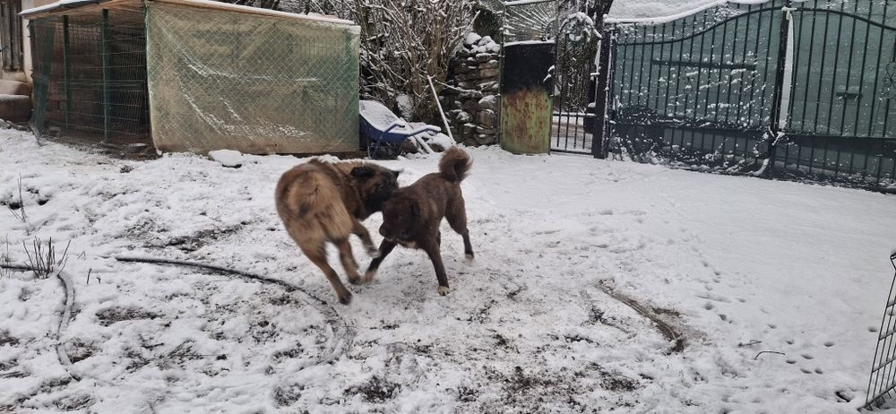 Каракачански кучета (мъжко и женско) на 12м.