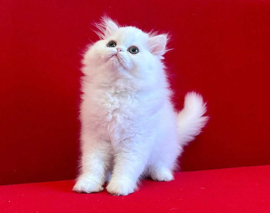 Pisicuță Scottish - cadou perfect de Valentine's Day, deține Pedigree