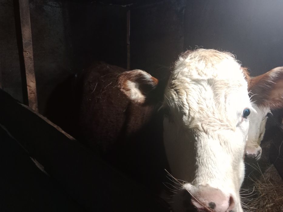 Продам быка и телку