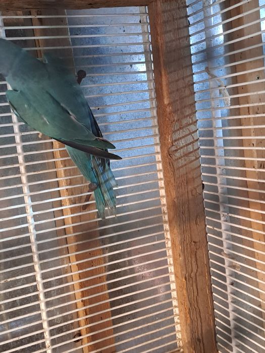 Micul Alexandru maturi