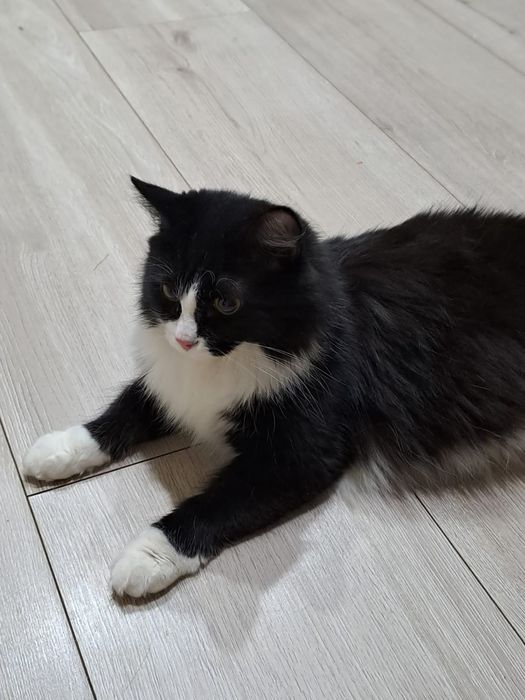 Отдам кошку в хорошие руки