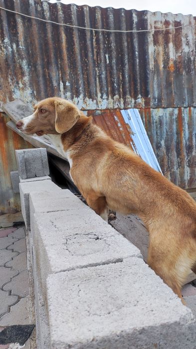 Отдам в добрые руки!