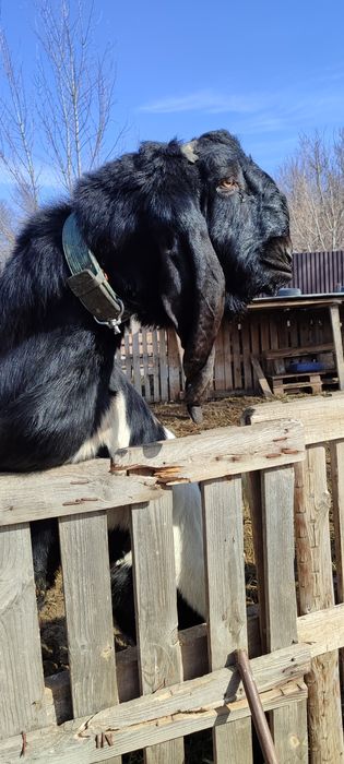 БиталоКамориНуб козел