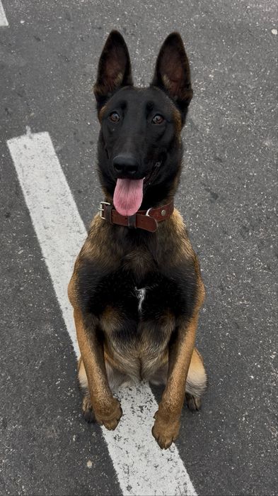 Dresaj canin Slatina Olt