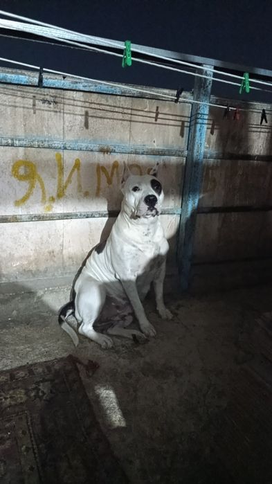 Собака стафорд американский