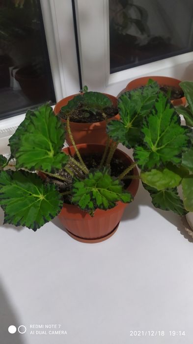 Продам Комнатные цветы