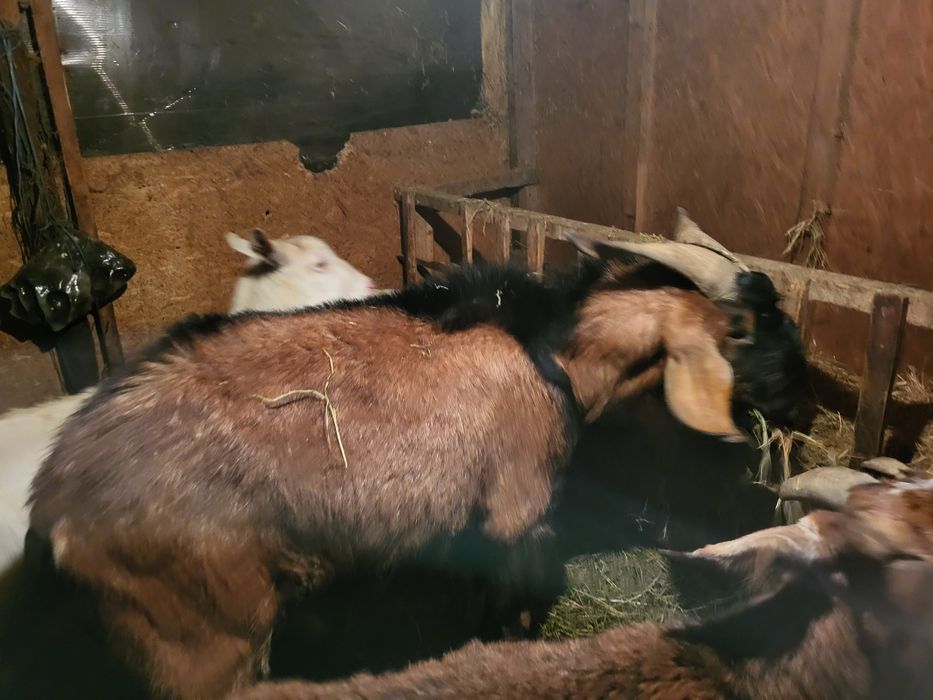 Vând țap anglonubian