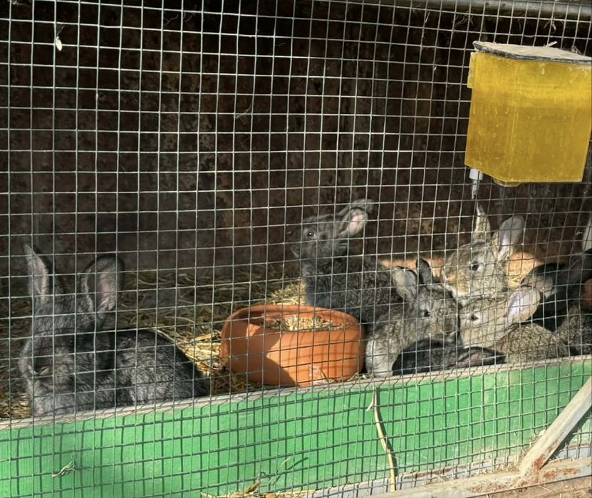 Vand 9 pui de iepure