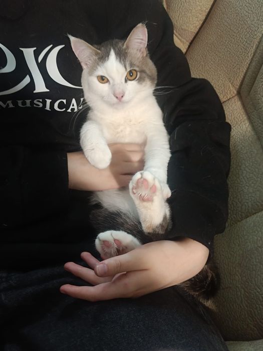Отдам красивого кота